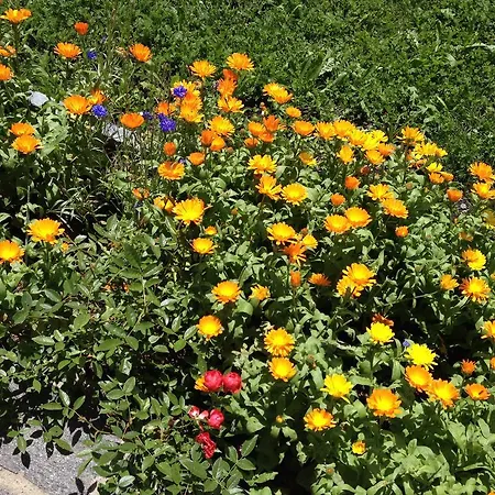 Tgea Sulagliva アパート アンデアー